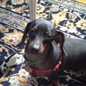 RyannCheung's avatar